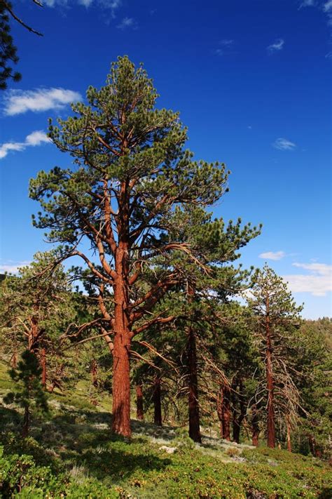 Ponderosa Pine Stock Photo Image Of Green Natural Nature 22595878