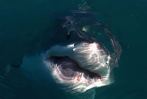 divers swim with record 20 foot long great white shark called ‘deep blue