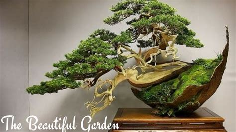 The Beautiful Garden The Most Beautiful Bonsai Trees In The World Youtube