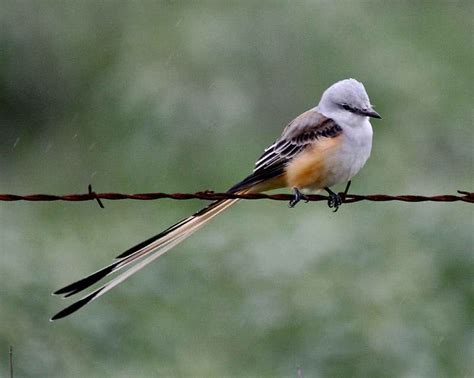 Top 10 Birds With Amazing Tails The Mysterious World