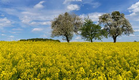 Green Leaf Plant Field Hd Wallpaper Wallpaper Flare