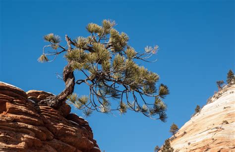 Pinus Scopulorum Rocky Mountain Ponderosa Pine Description The