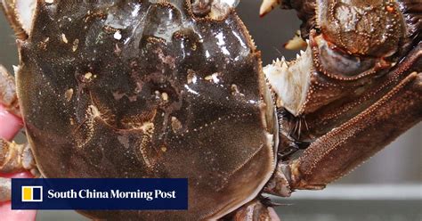 Five Restaurants In Hong Kong To Get Your Fill Of Hairy Crabs South China Morning Post