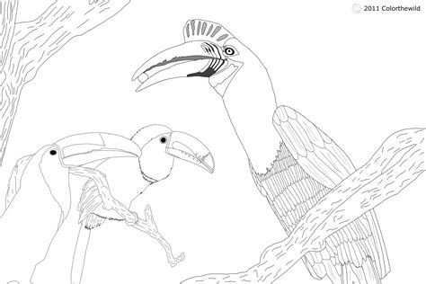 Download Hornbill Coloring For Free Designlooter 2020 👨‍🎨