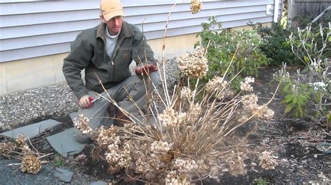 Pruning Endless Summer Hydrangea In The Spring By Landscapeconsultation