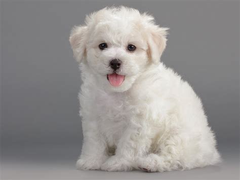 Whats The Price Of A Bichon Frise In 2023 Spot