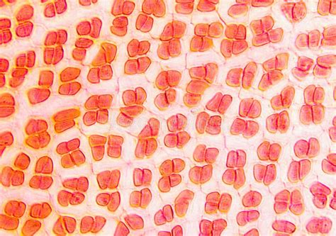 Red Algae Porphyra Stock Image Image Of Nature Science 173207353