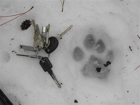 9 Best Ideas For Coloring Cougar Paw Print In Snow