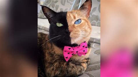 Meet Venus The Two Faced Cat