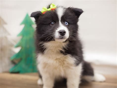Our main goal focus is to promote and shine a light on the best in the ict. Pomsky-DOG-Female--2223705-Petland Wichita, KS
