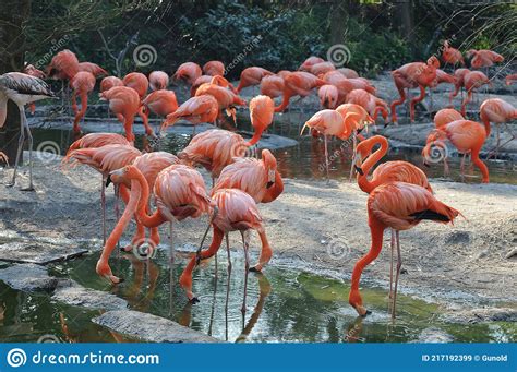 Colorful Exotic Flamingos At A Lake Stock Image Image Of Beautiful