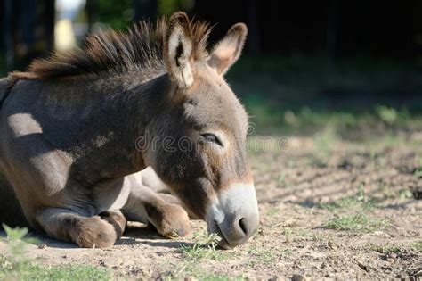 Donkey Laying Down Stock Photos Free And Royalty Free Stock Photos From