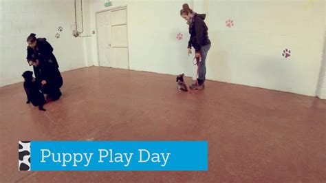 Puppy Play Day Youtube