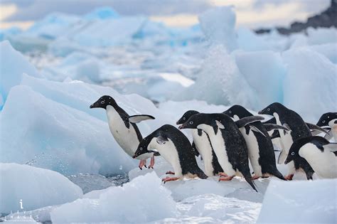 Adélie Penguins Pygoscelis Adeliae Jumping Off Iceberg Fragments
