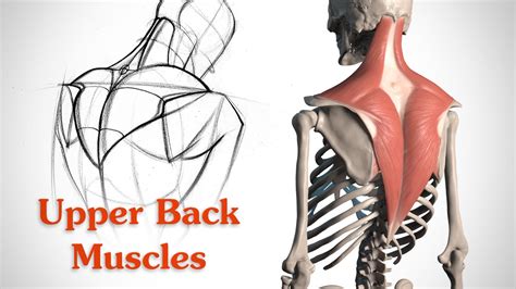 Human anatomy showing deep muscles in the neck and upper. How to Draw the Upper Back Muscles - Anatomy and Motion ...
