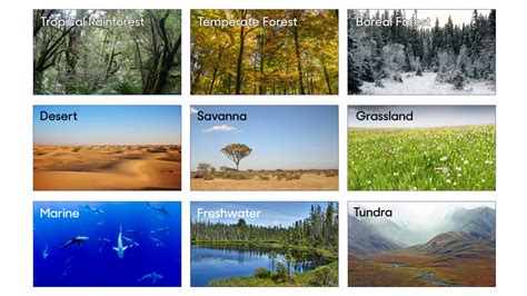 It is a community of plants and biomes are the largest recognizable terrestrial components, or units, of the biosphere. Newsela | What makes a biome?