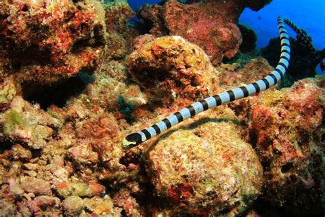 What Do Sea Snakes Eat American Oceans