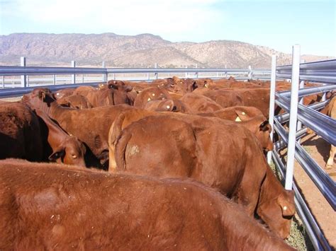 Search For Cattle Buy Cattlesales