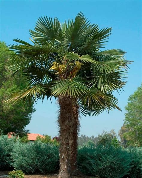 Types Of Palm Trees In Texas Janey Jorgenson