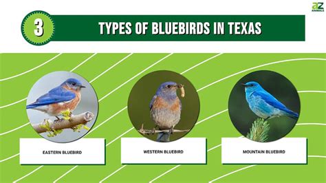 3 Types Of Bluebirds In Texas A Z Animals