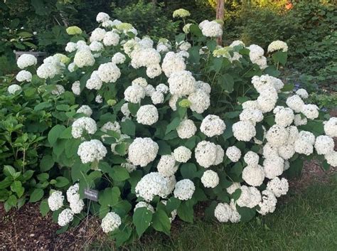 Whats The Best Fertilizer For Annabelle Hydrangeas - Best Fertilizers For Hydrangeas: Ratings, Reviews & Top Picks