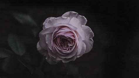 Wallpaper Rose Bud Pink Blur Garden Hd Picture Image