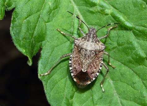 10 Tiny Bugs In Your House—and How To Get Rid Of Them Stink Bugs