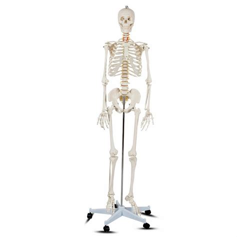 70 8 life size skeleton model medical school human anatomy class w rolling stand