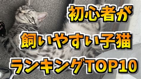 初心者でも飼いやすい子猫ランキング10 動物犬猫 他色々まとめ動画