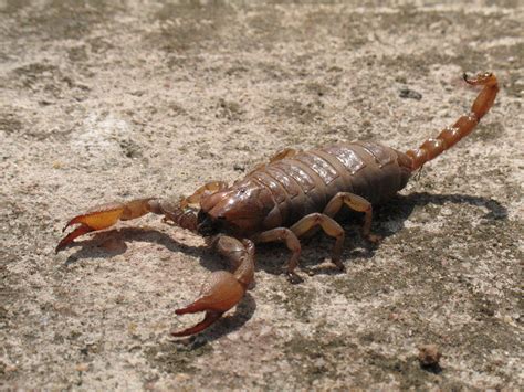 Scorpion Animal Symbolism Spirit Animal Totems