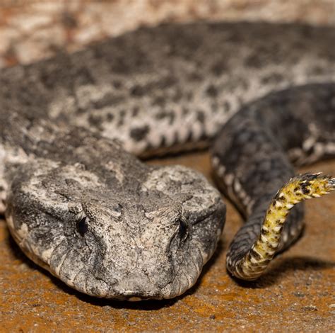 10 Venomous Snakes Found In The Northern Territory 2023 Bird