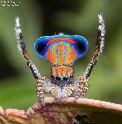 This Beautiful Peacock Jumping Spider Spiders