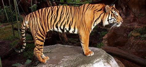 What Is The Difference Between The Sumatran Tiger And The Bengal Tiger
