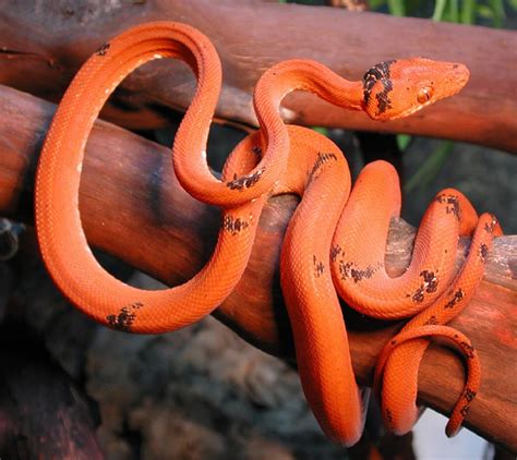 Photography Blog Red Amazon Tree Boa