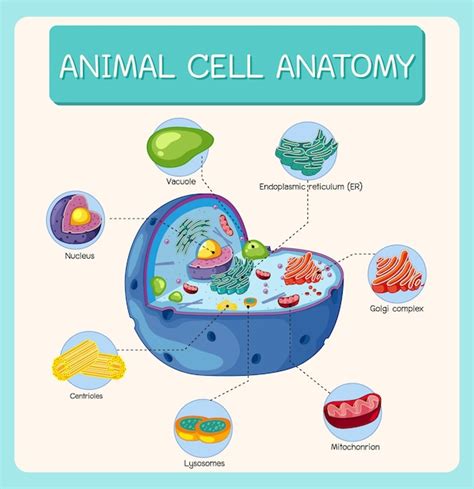 Anatomia Da Célula Animal Diagrama De Biologia Vetor Premium