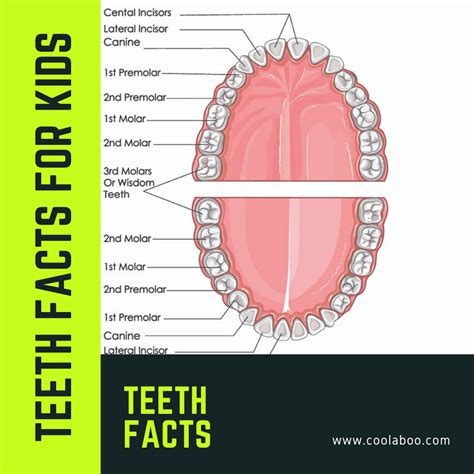 Teeth Facts For Kids