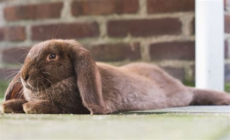 French Lop Rabbit Franse Hangoor Kanin