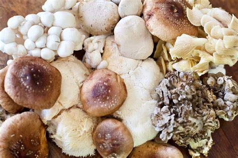 Edible Mushroom Benefits Of Six Super Star Mushrooms All