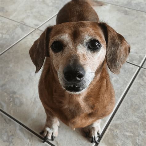 Adoptable Dachshund Tommy Adopted Low Rider Dachshund Rescue Of Florida