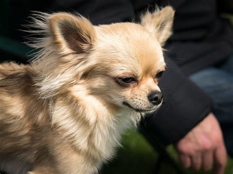 Chihuahua Hund Chiwawa · Kostenloses Foto Auf Pixabay