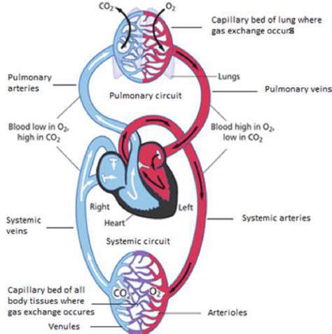 1 Human Circulatory System Adapted From Whittemore 2009 Download