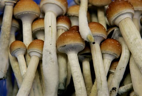 Ann Arbor Michigan Unanimously Votes To Decriminalize Psychedelic Mushrooms And Psychoactive