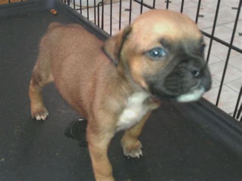 Breeding boxers 16years boxer puppies for sale in chariton, iowa united states. Boxer Puppies For Sale Craigslist Nc - petfinder