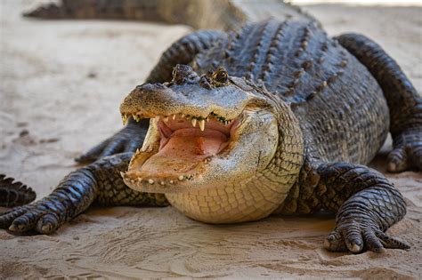 Endeared Scientists Discover Alligators Can Regrow Severed Tails