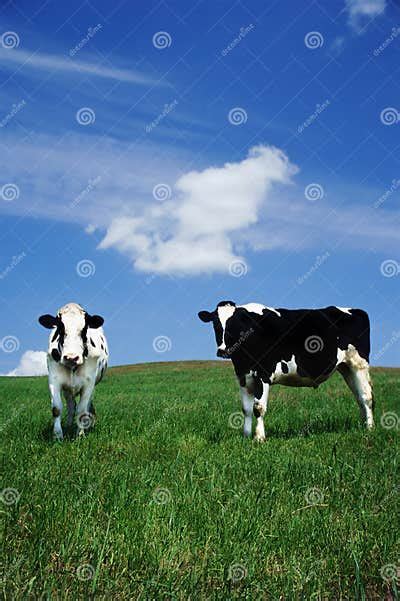 Content Milk Cows Stock Photo Image Of Milk Grow Outside 1980694