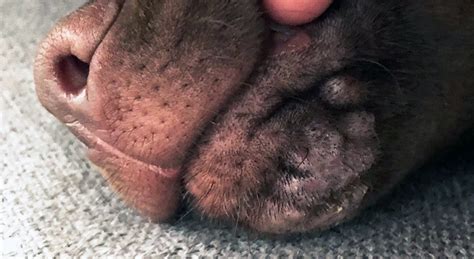 Dog Acne On Chin Understanding The Causes And Treatments