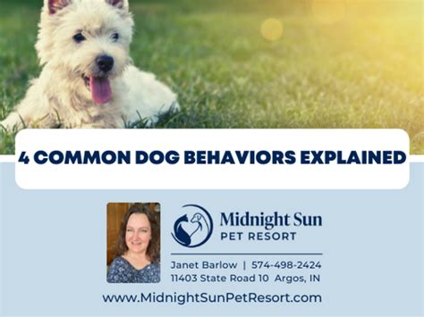 4 Common Dog Behaviors Explained