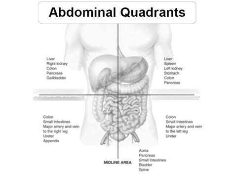 Aandp Musculoskeletal Abdominal Quadrants Diagram Quizlet