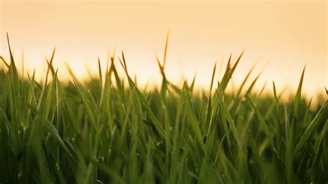 Fresh Morning Grass On Spring Season Stock Video Footage 0009 Sbv