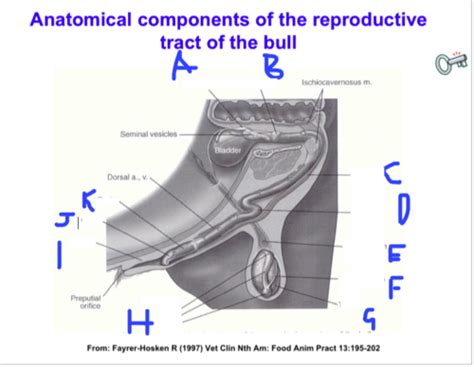 18 Bull Reproductive Anatomy And BSE Bovine Reproduction Lecture